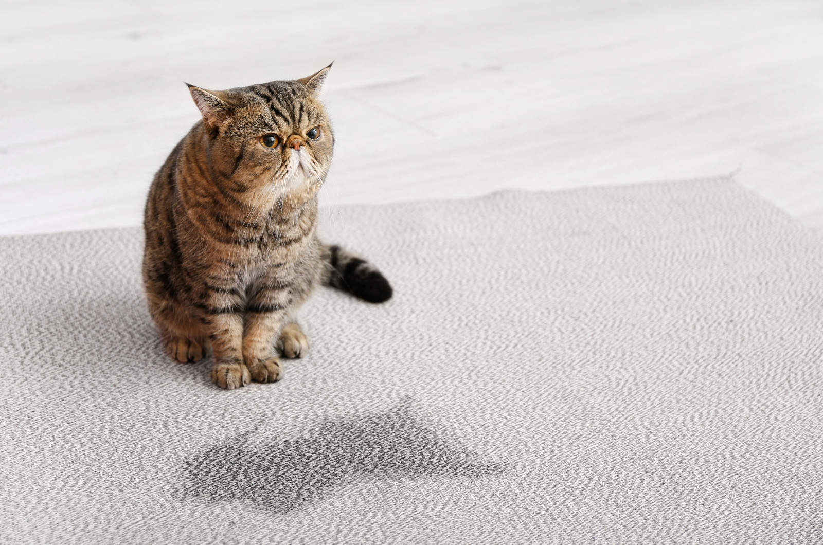 cat near wet spot on carpet