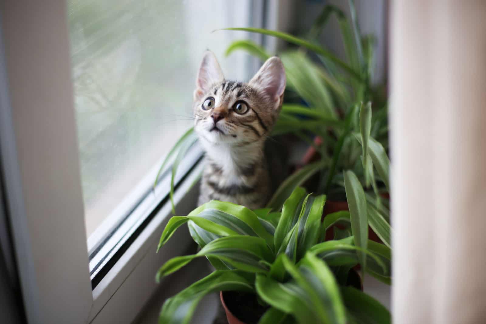 cat on the white window with grass in a pot.