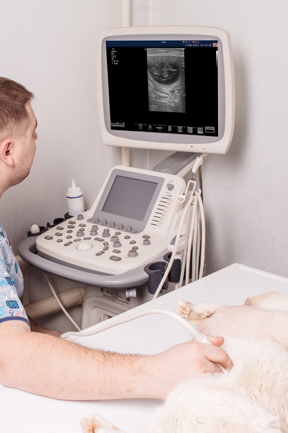 cat on ultrasound