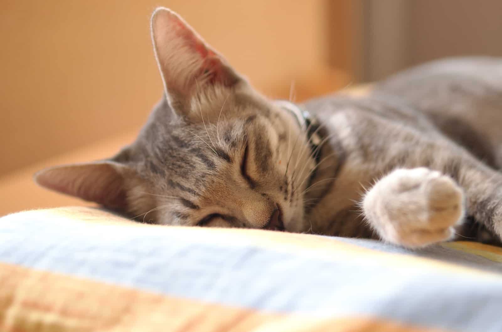 cat peacefully sleeping on a pillow