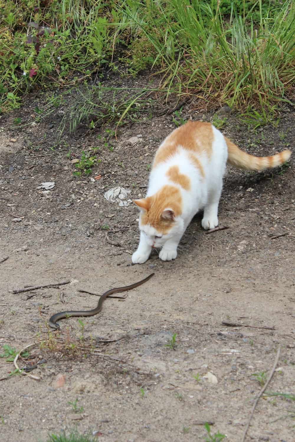 cat playing with snake