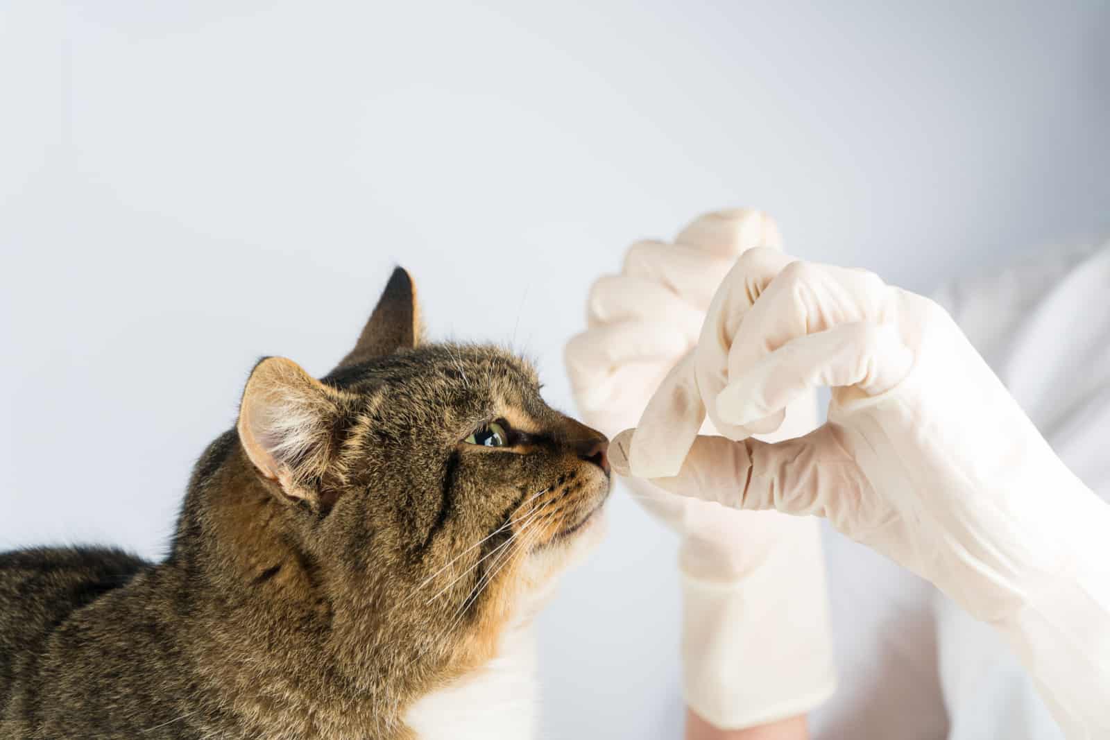 cat receiving a medicine