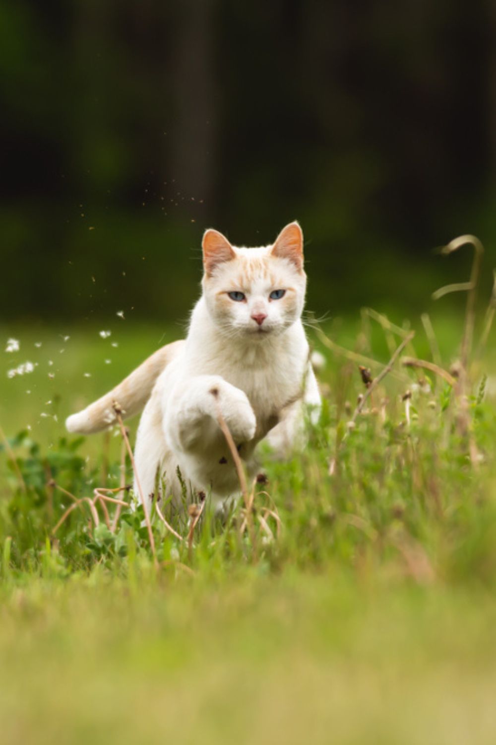 cat running in grass