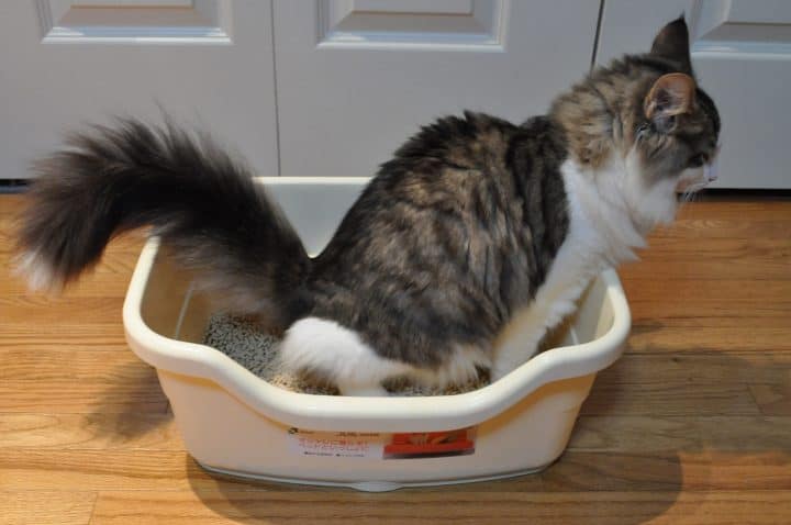 Cat obsessively scratching litter box hotsell