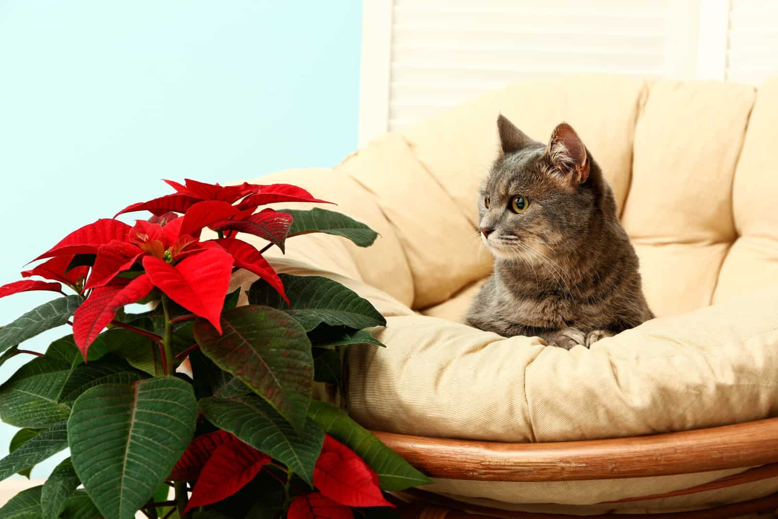 cat sits on armchair and looks at christmas flower poinsettia