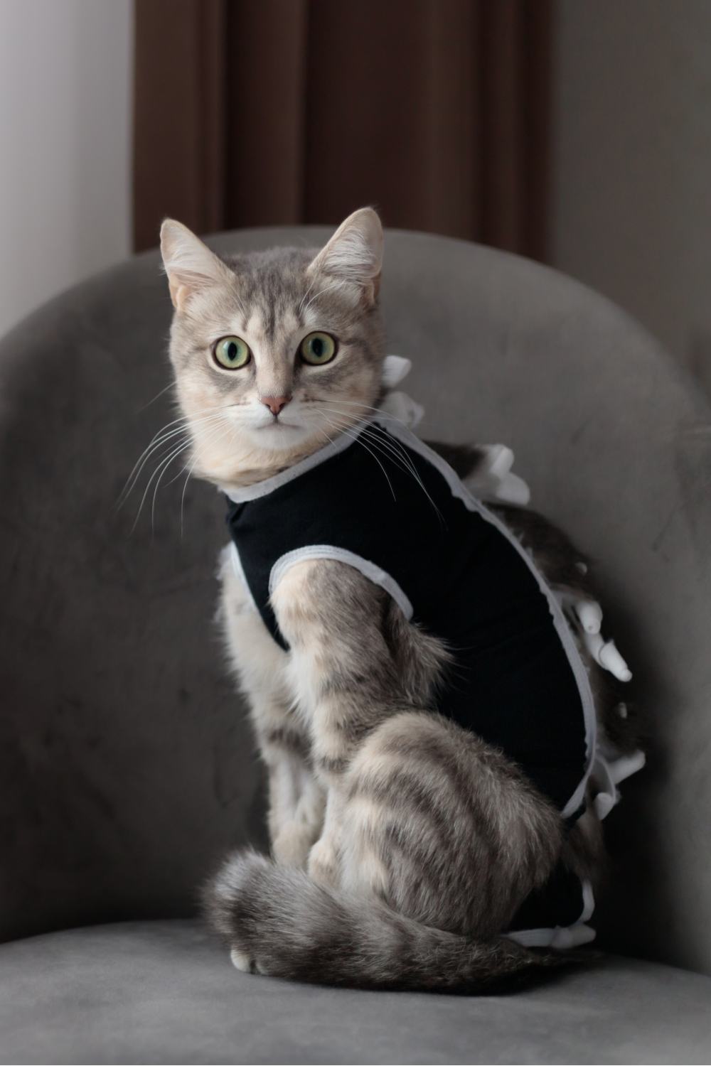 cat sitting in a chair