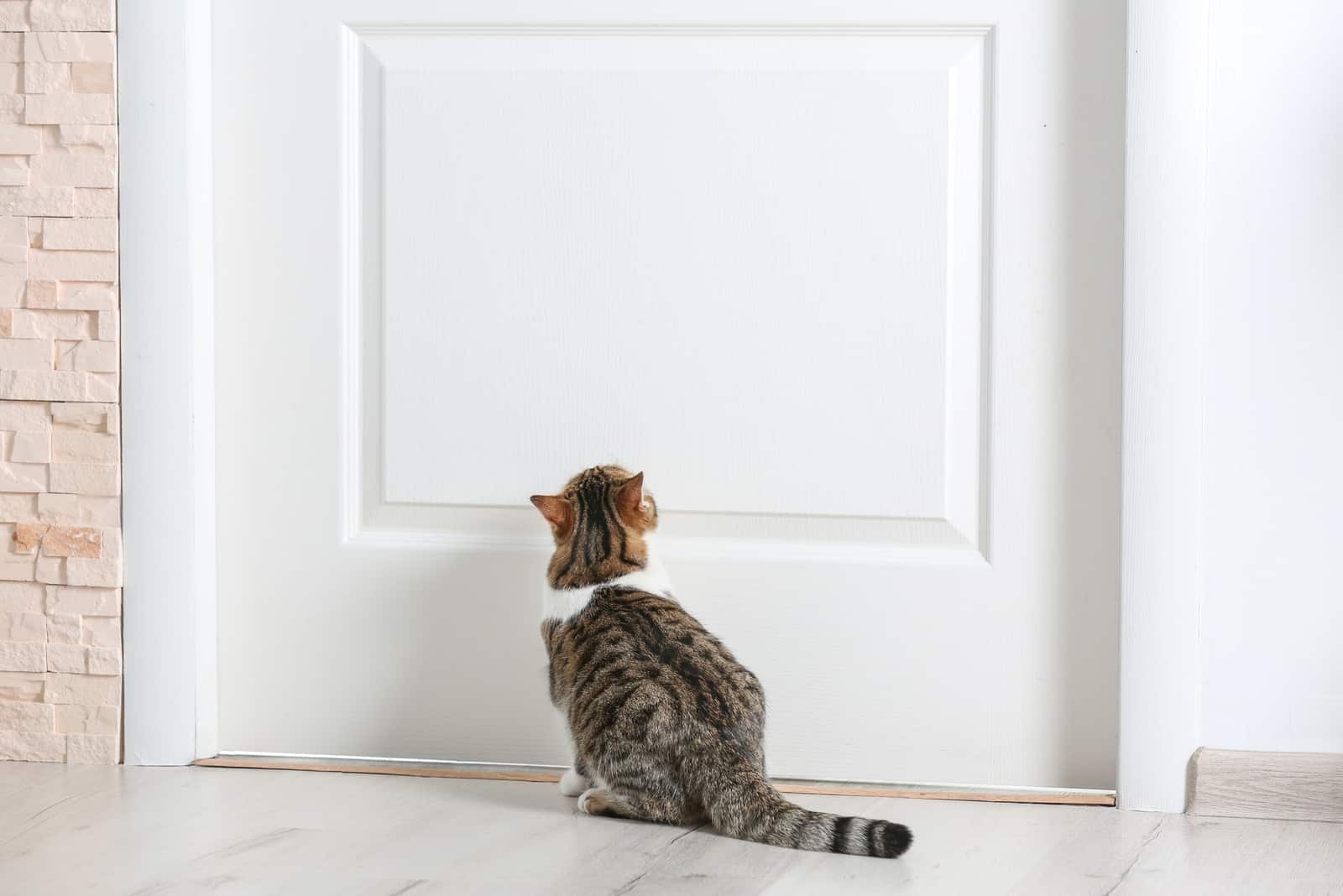 cat sitting in front of the bedroom door