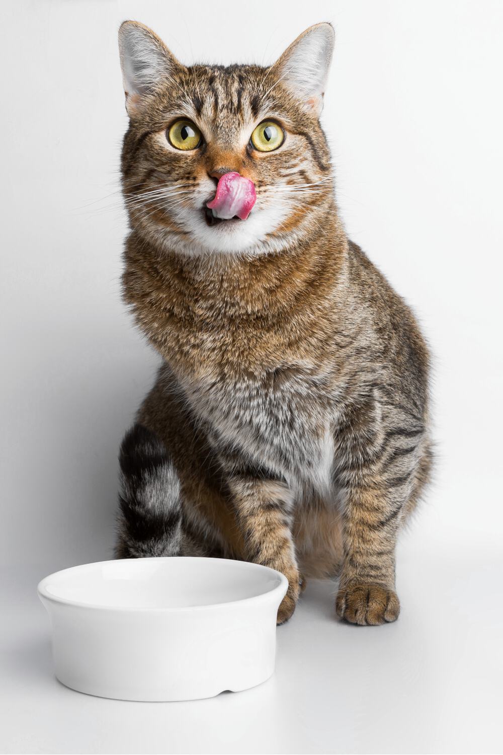 cat sitting next to a food bowl