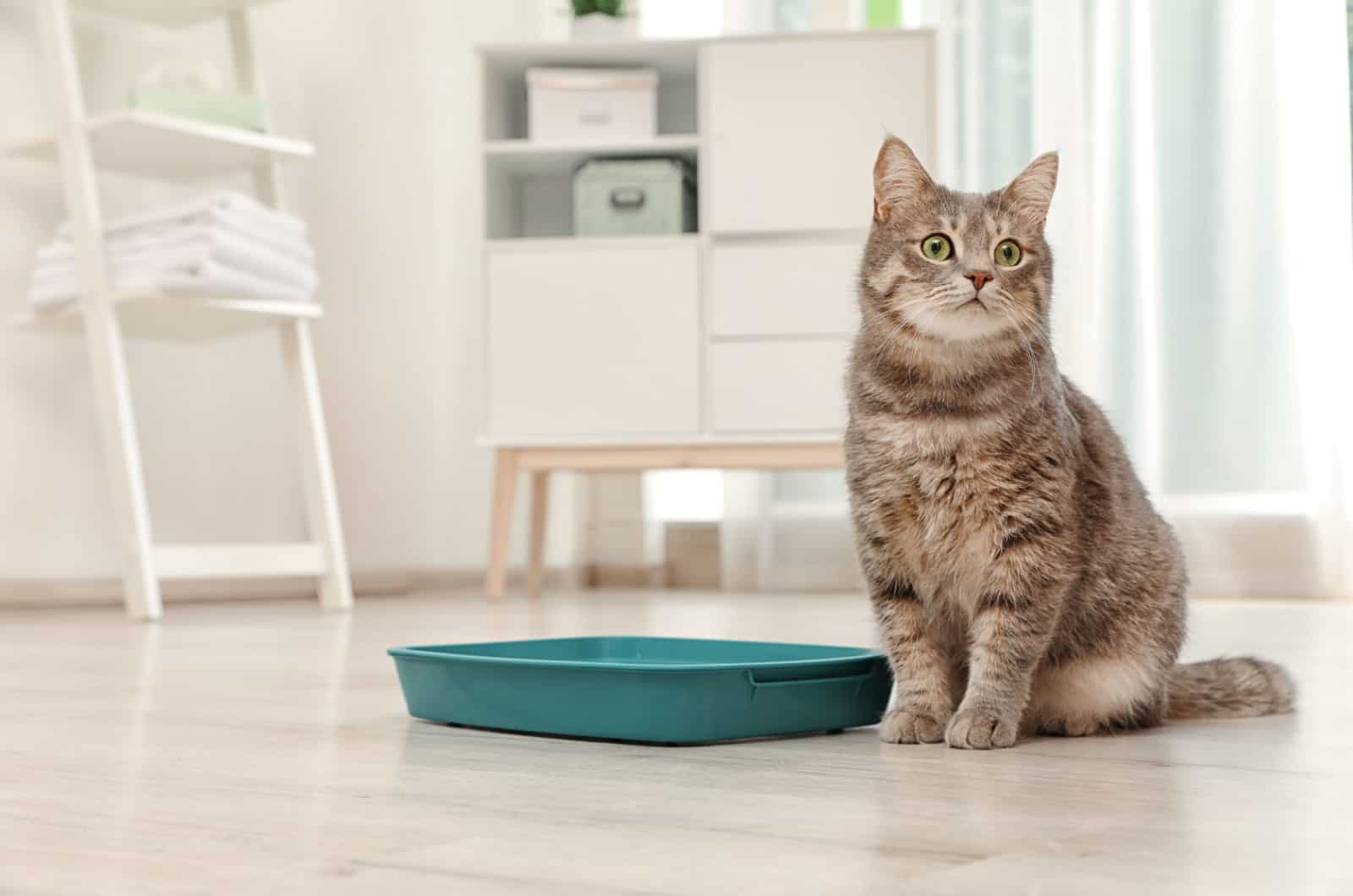 cat sitting next to a litter box