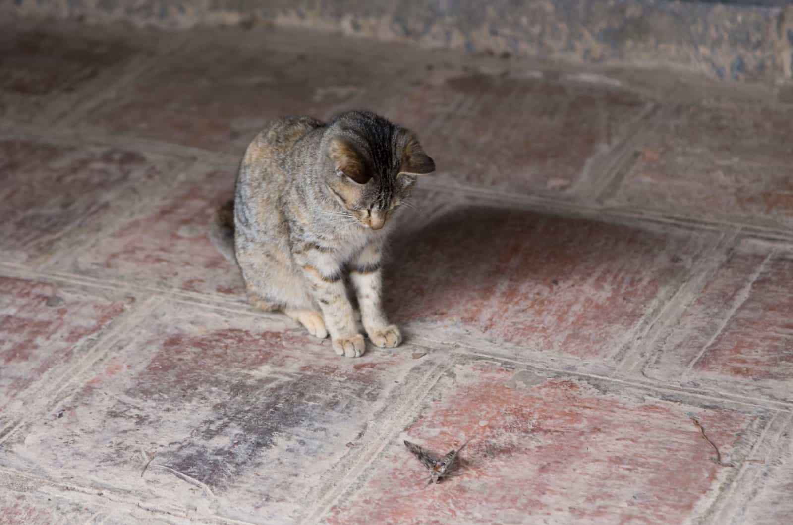 cat sitting observing large moth