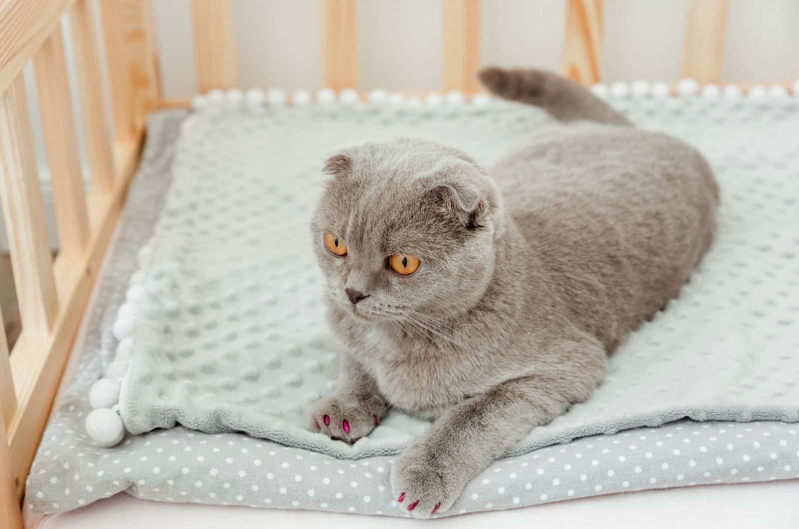 cat sitting on bed with nail caps