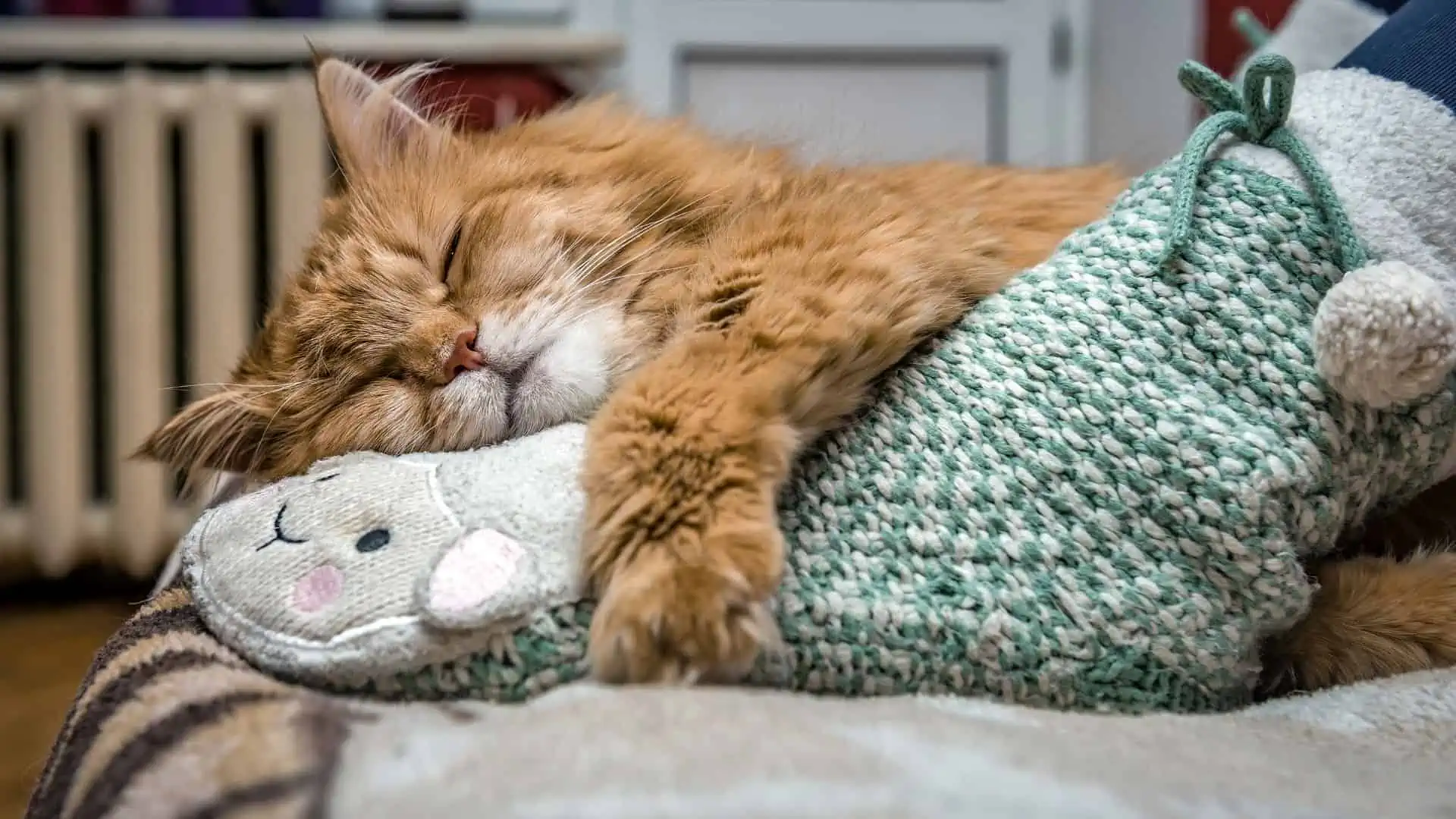 cat peacefully sleeping at owners feet