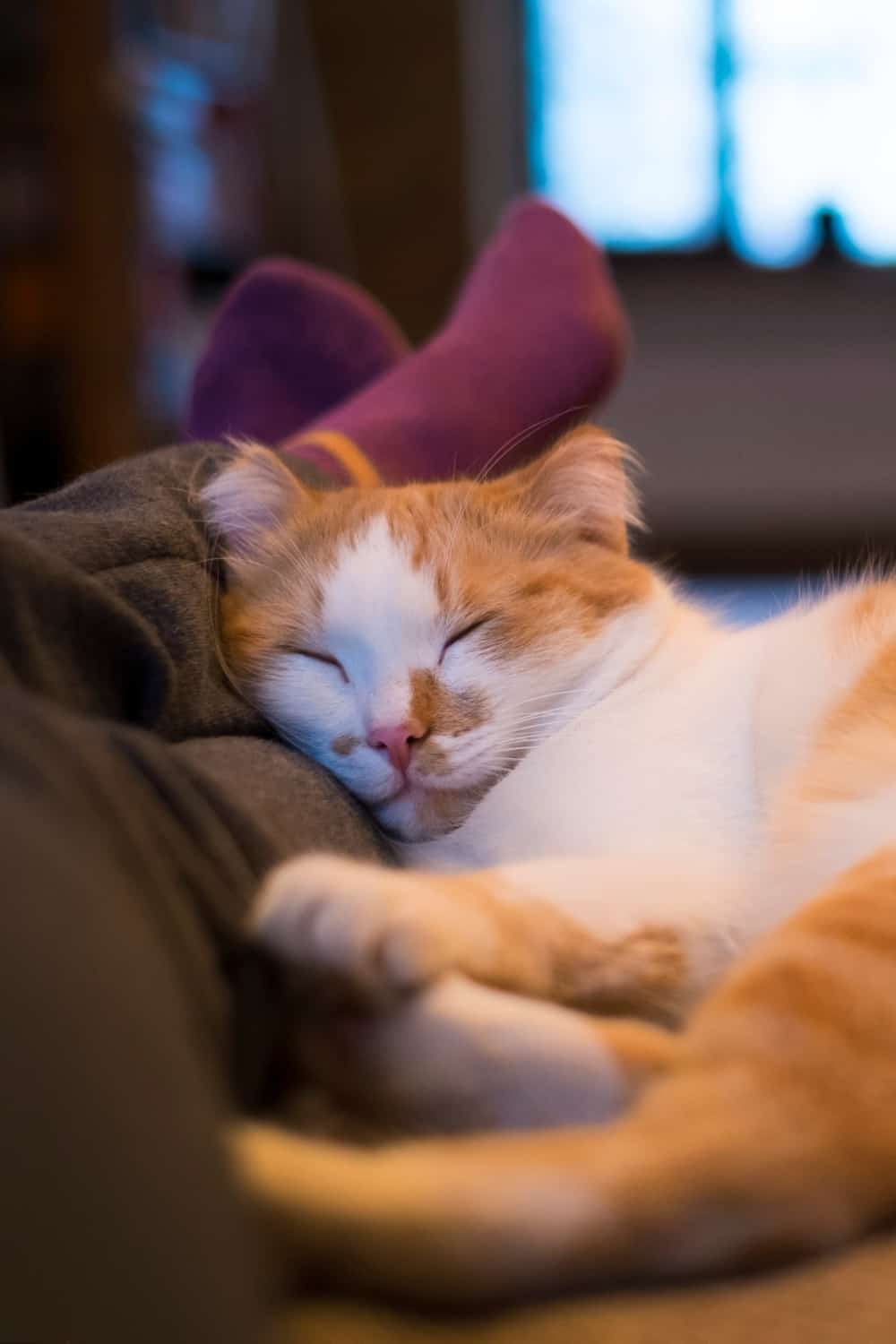 cat sleeping next to owner legs