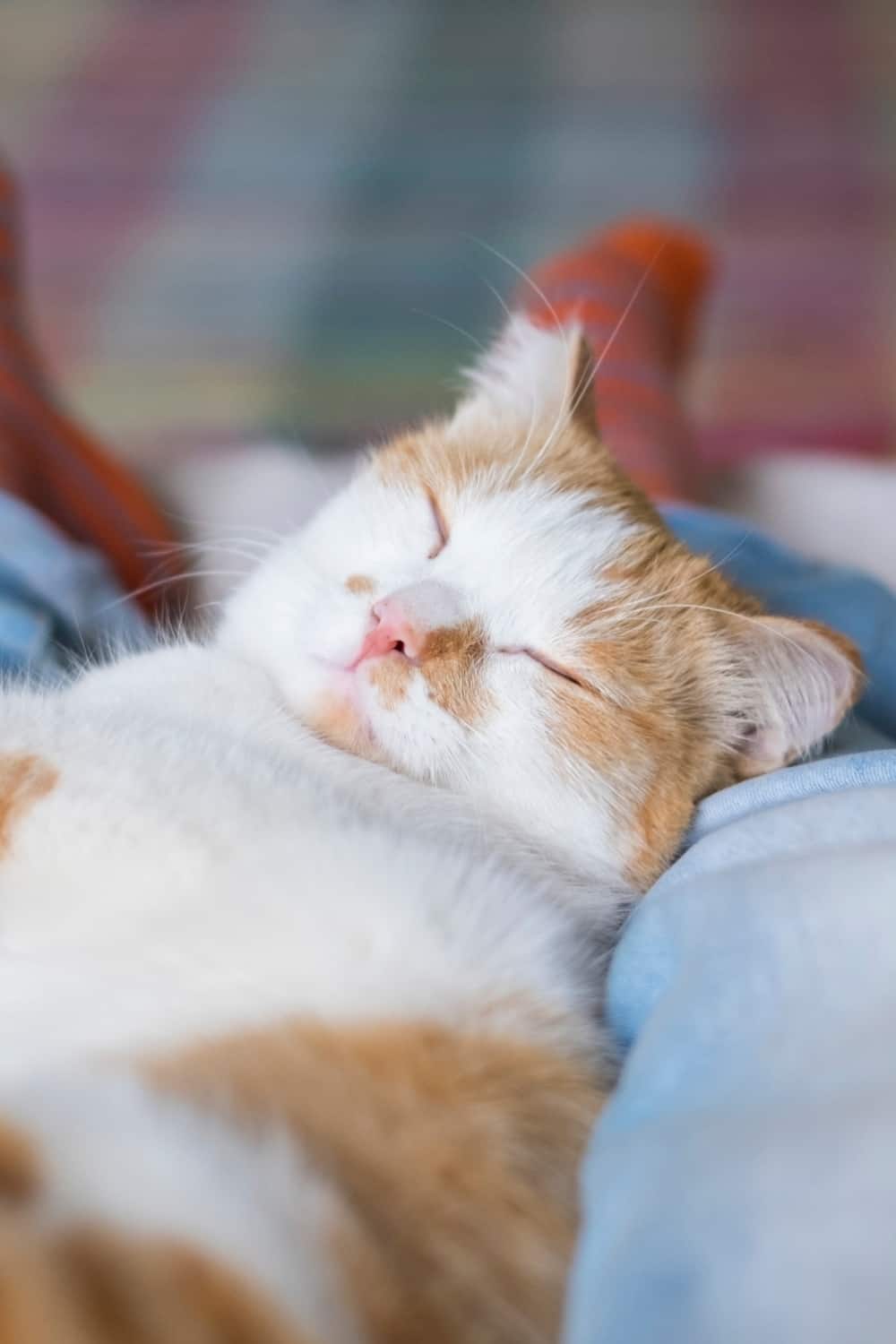 cat sleeping on owners feet