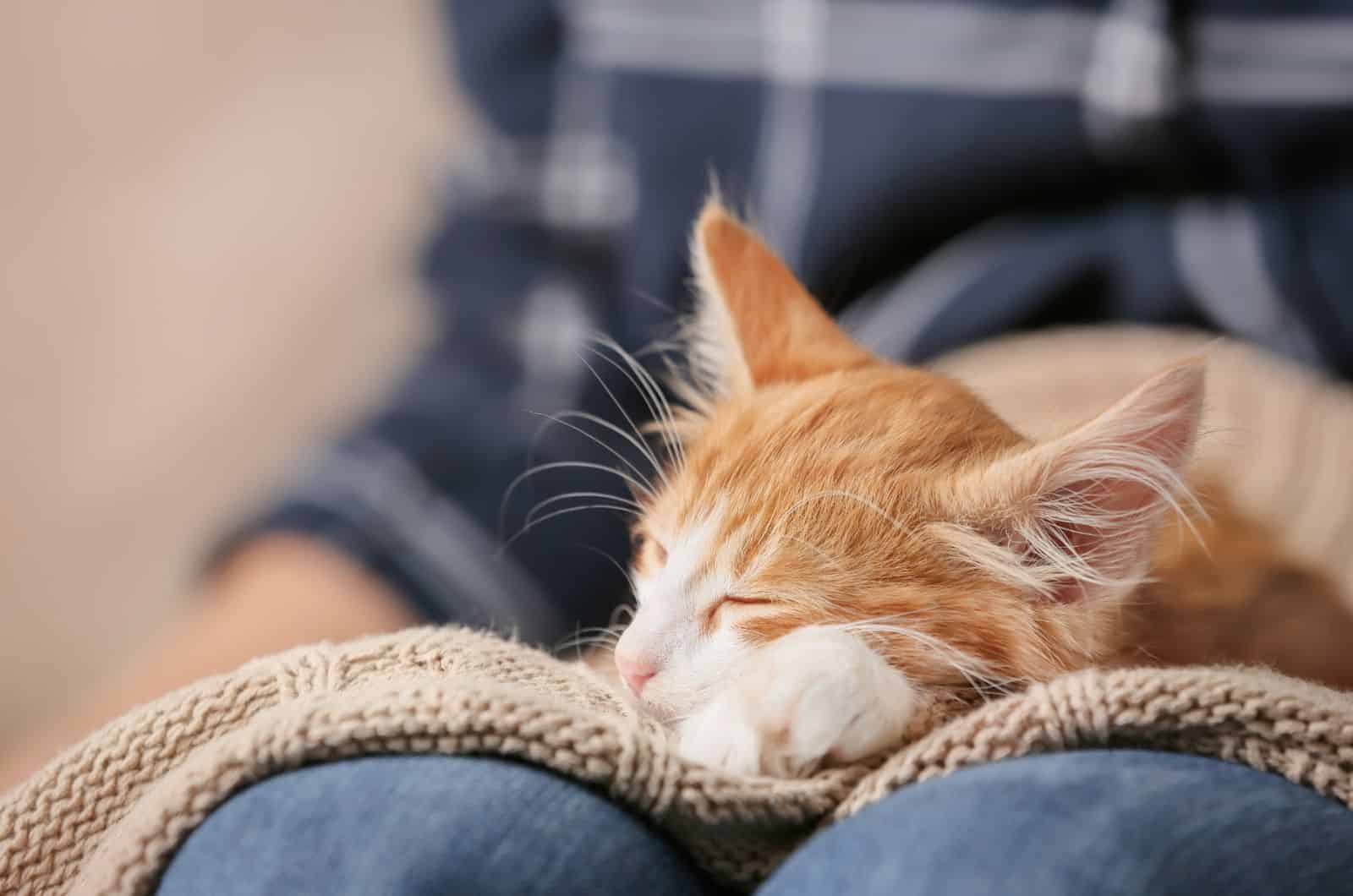 cat sleeping on owner's lap