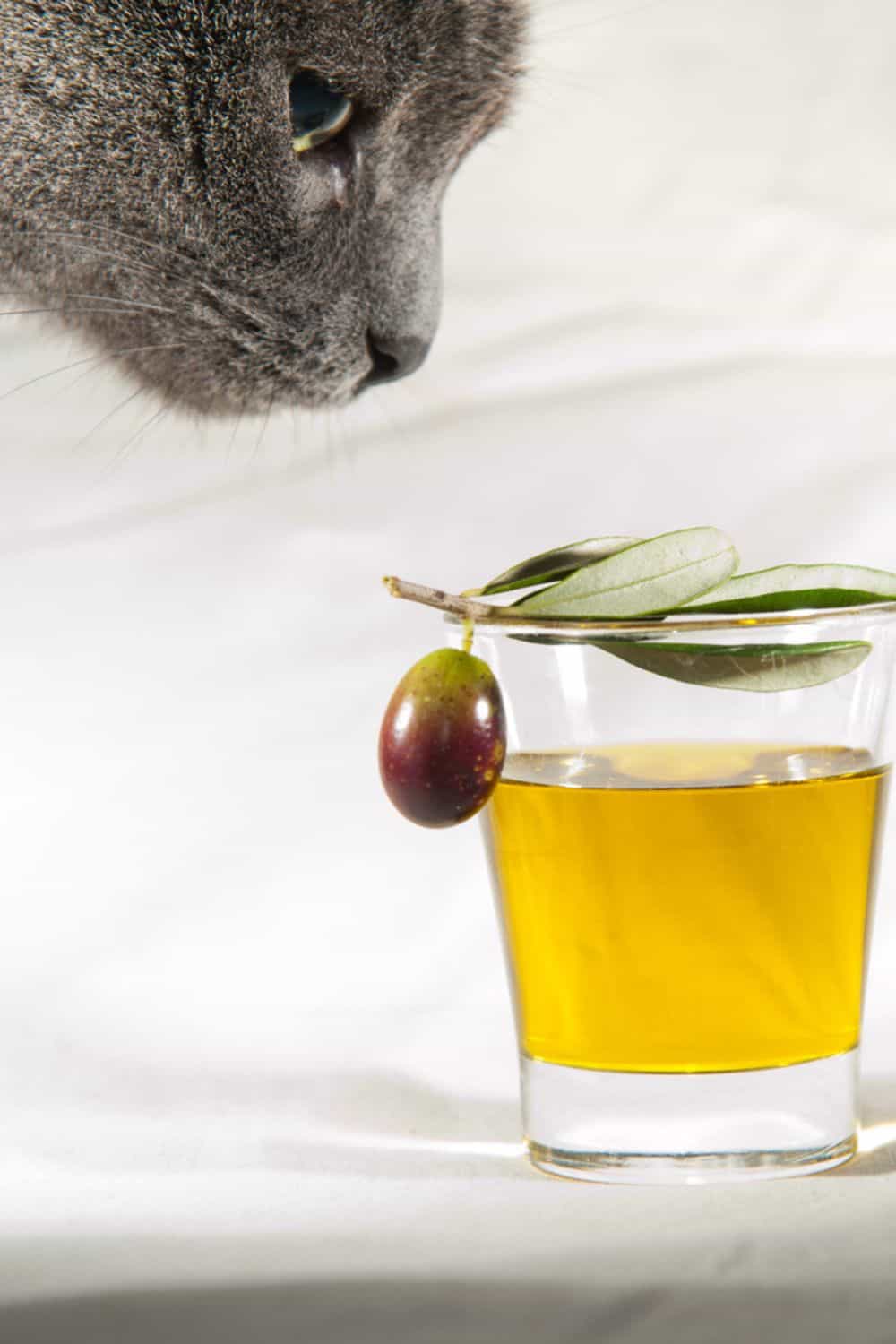 cat smelling olive oil in the glass