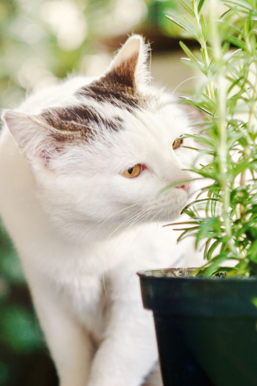 cat smelling rosemary