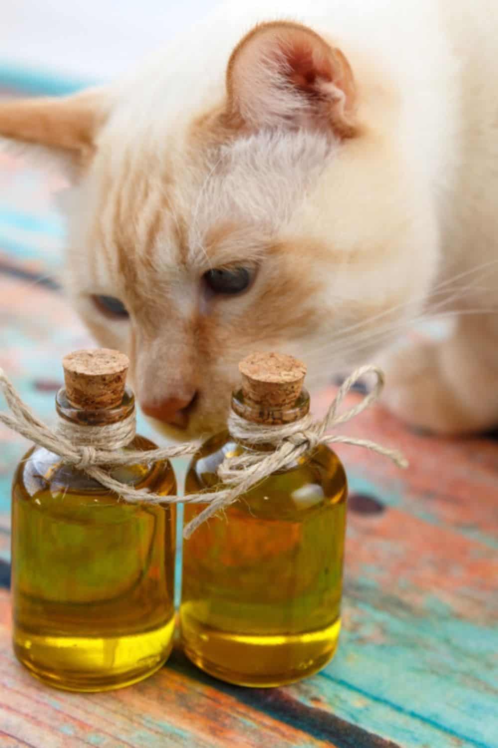 cat sniffing olive oil in bottles