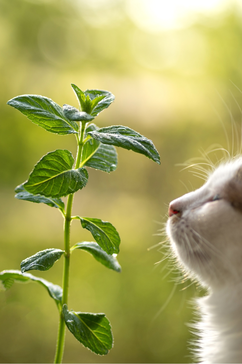 cat sniffing peppermint