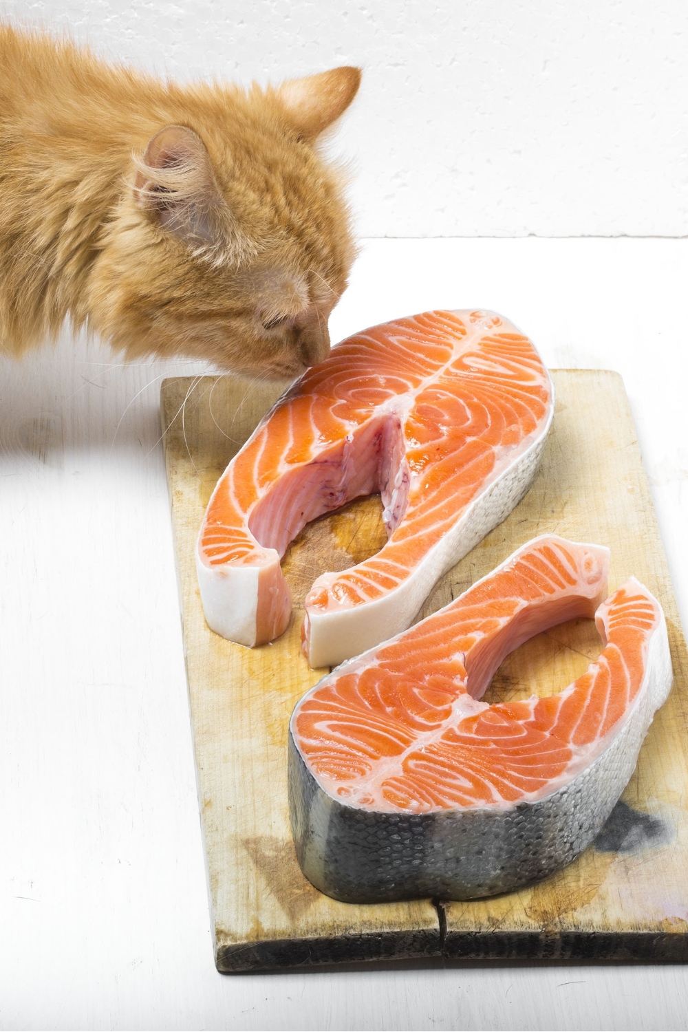 cat sniffing salmon meat