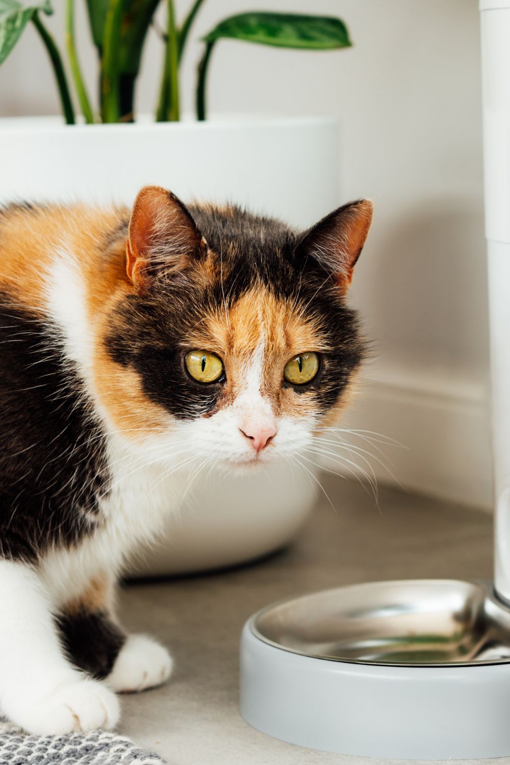 calico cat standing next to the automatic wet feeder