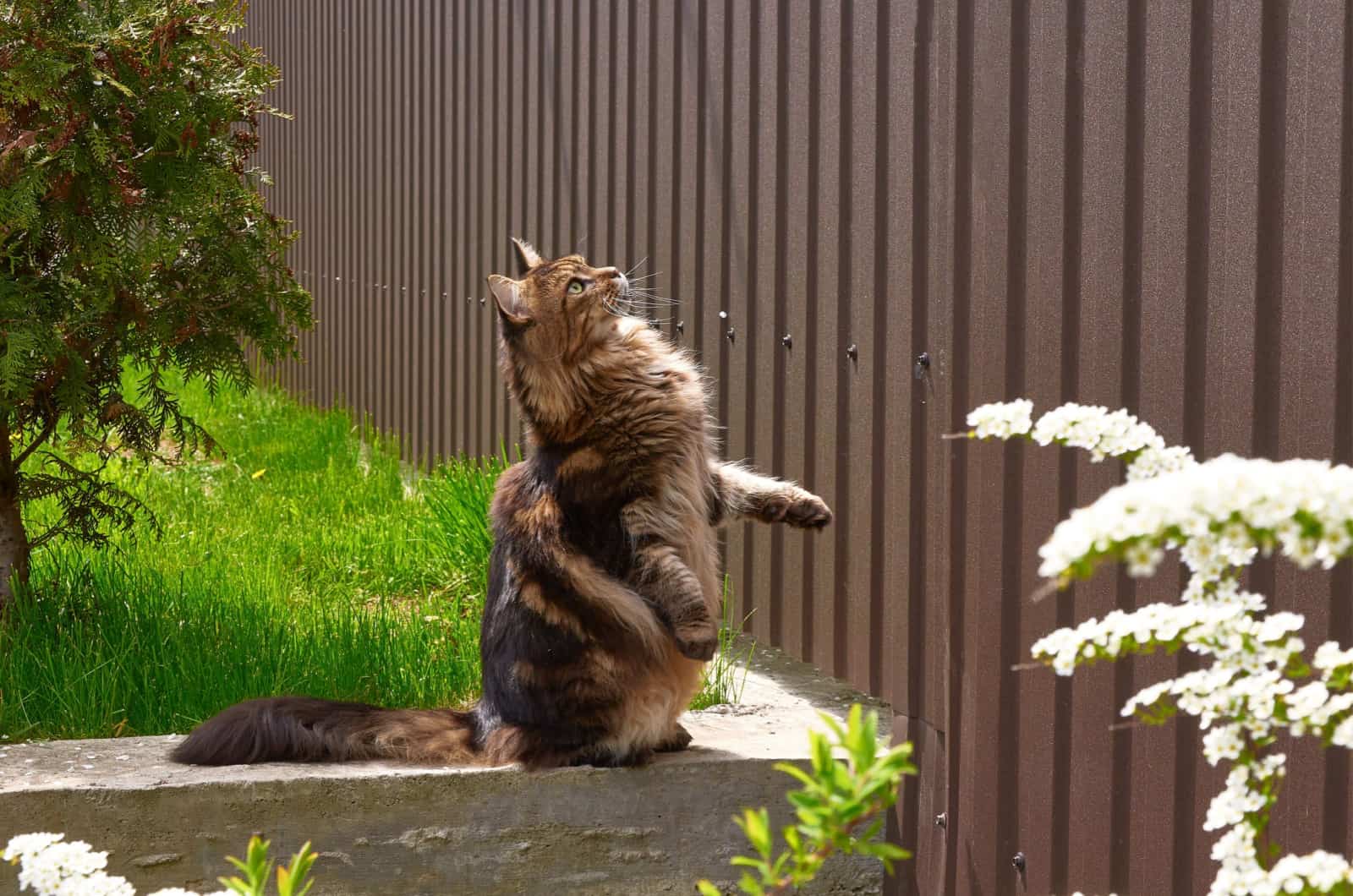 cat standing on hind legs and looking up