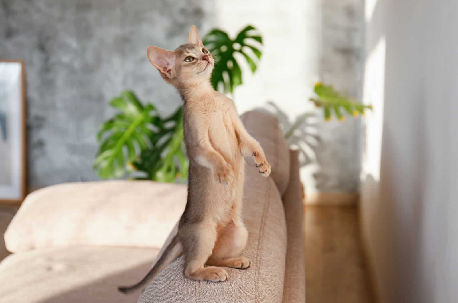 cat standing on hind legs on a couch