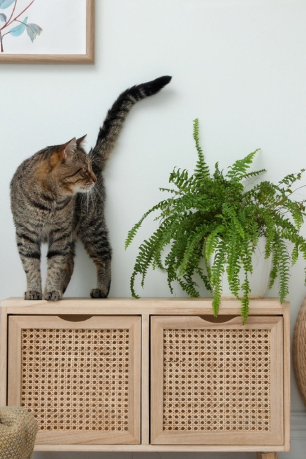 cat standing on the showcase with fern