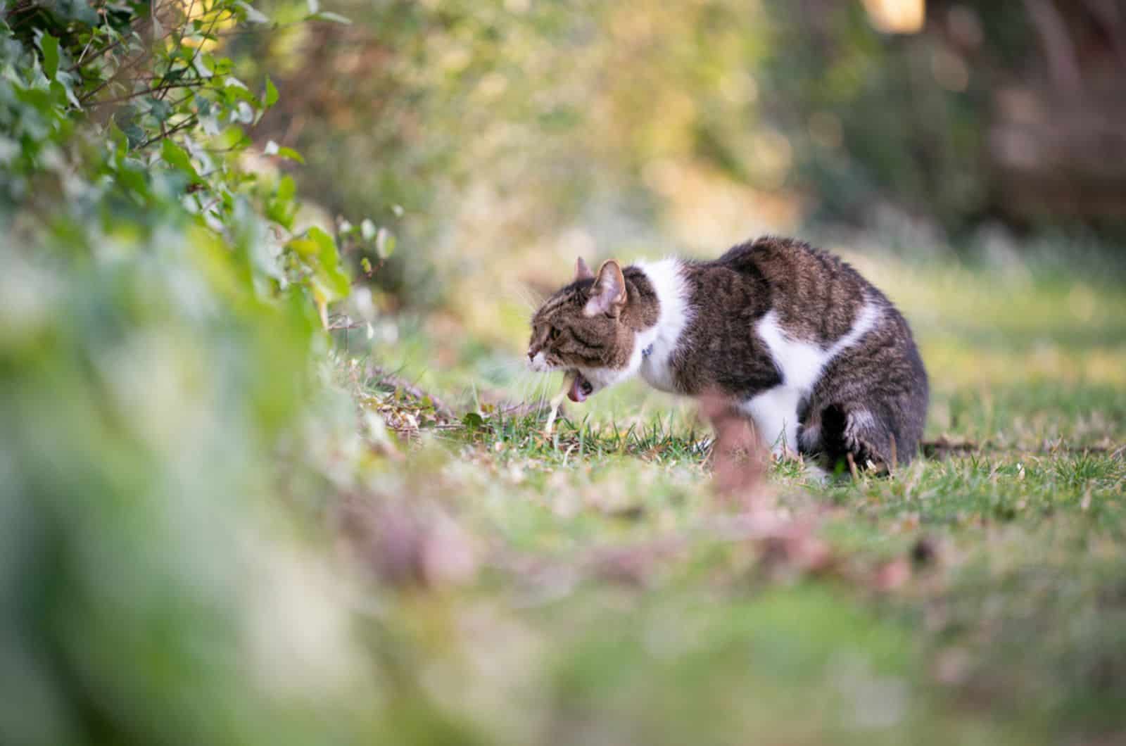 cat throwing up in garden