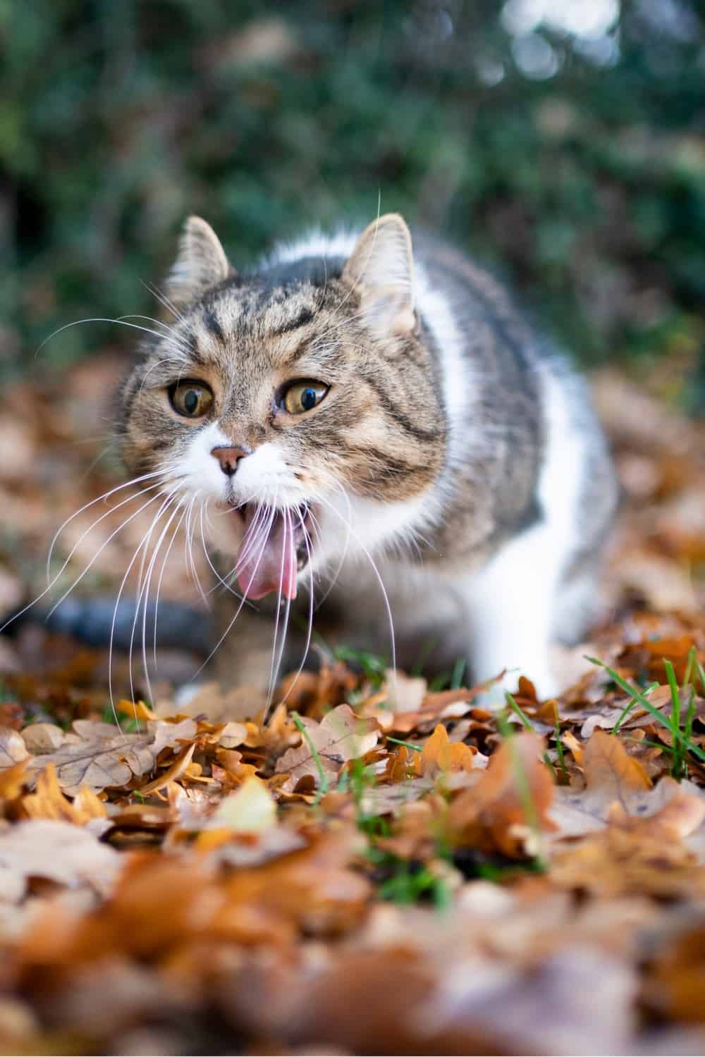 cat throwing up on leaves