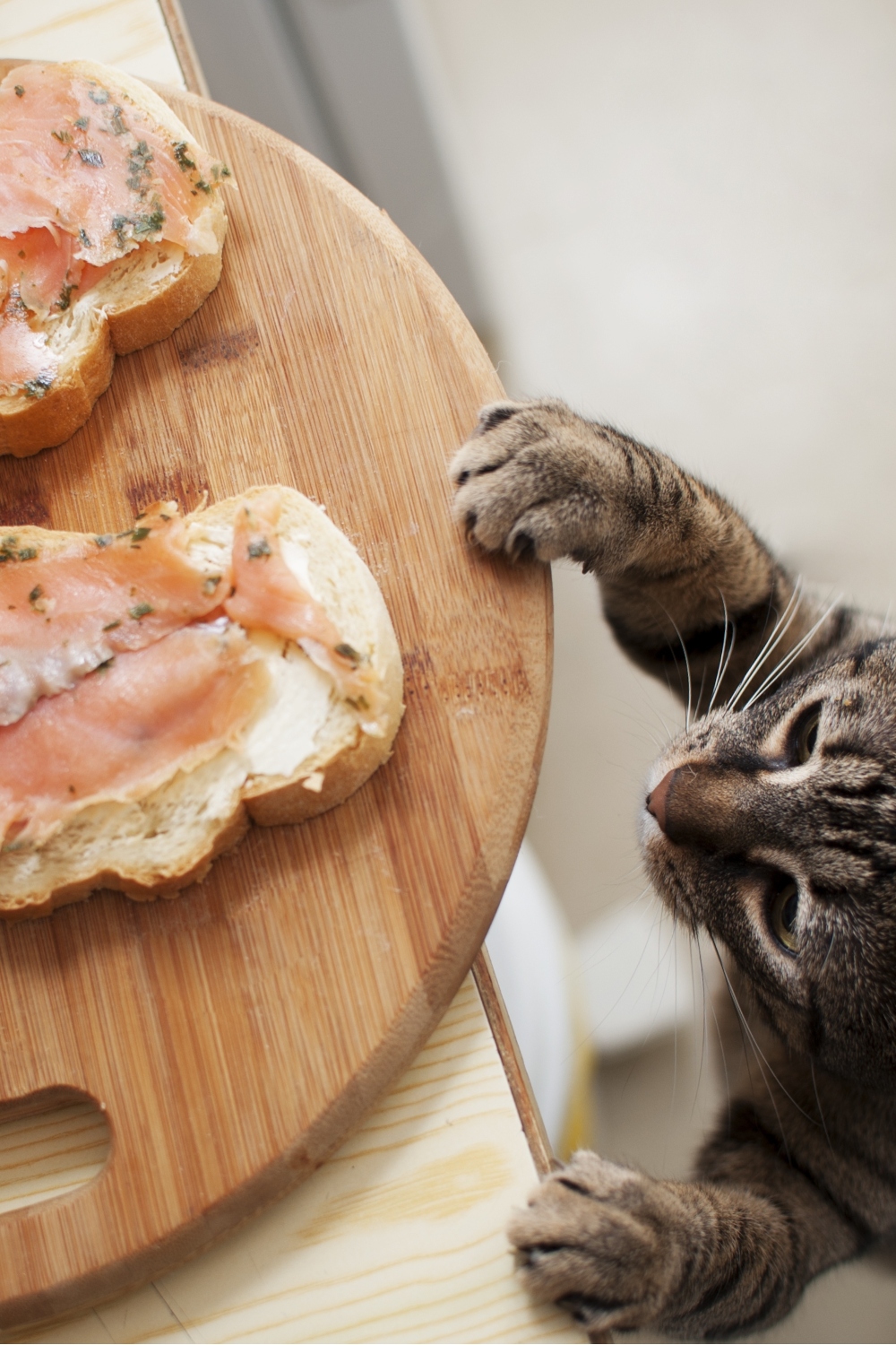 cat trying to steal salmon meat