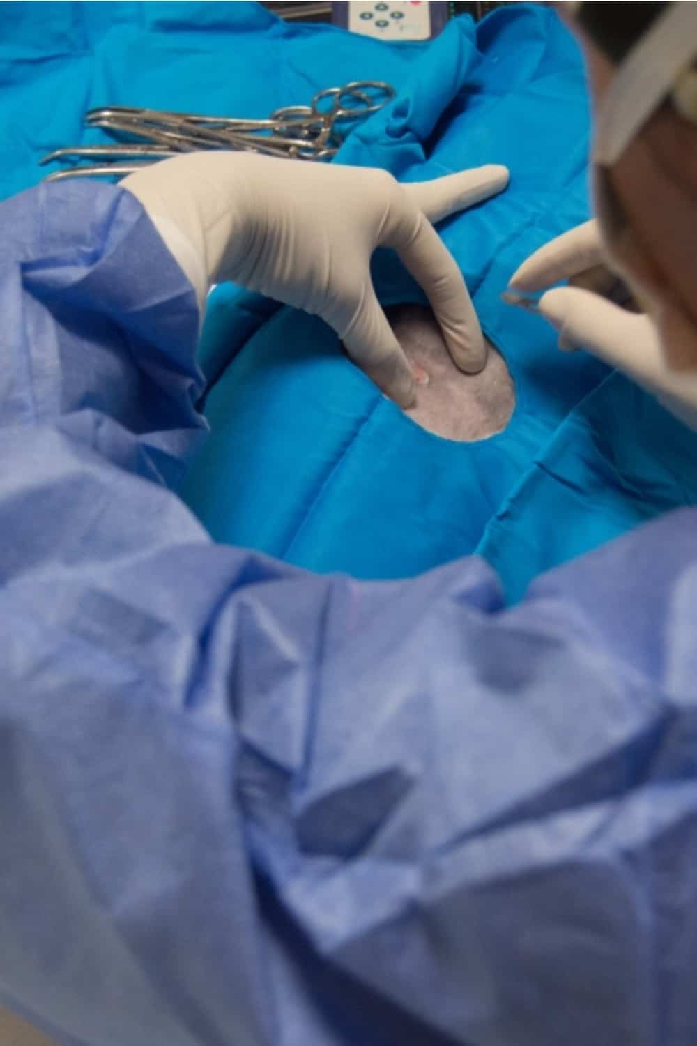 cat undergoing castration at the vet