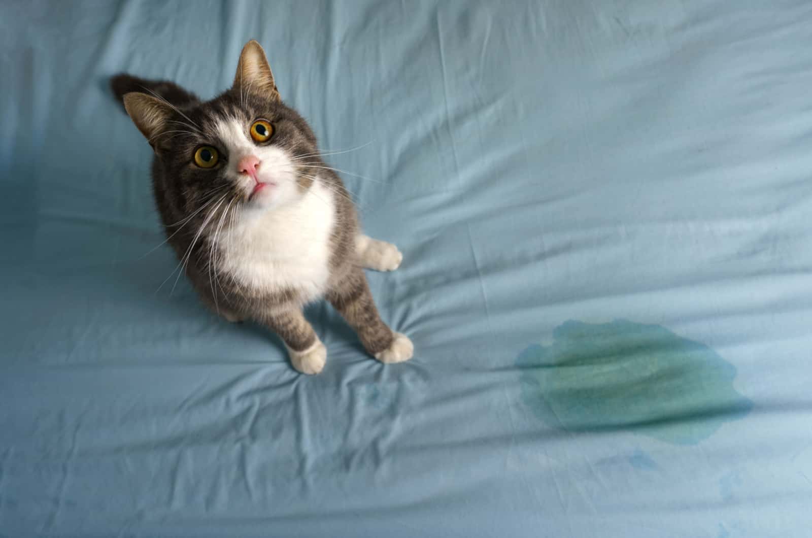 cat urinated on sheet