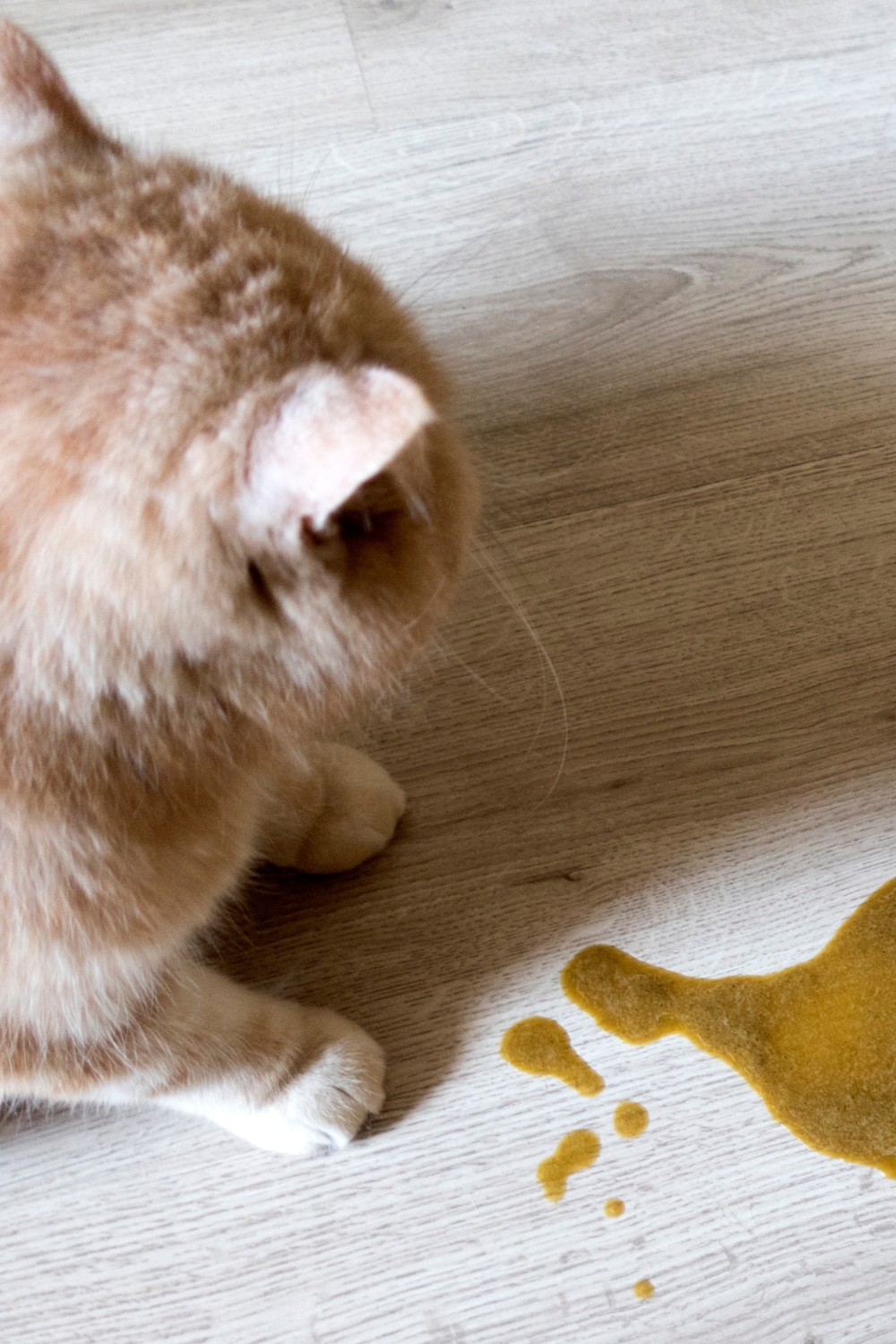 cat vomit