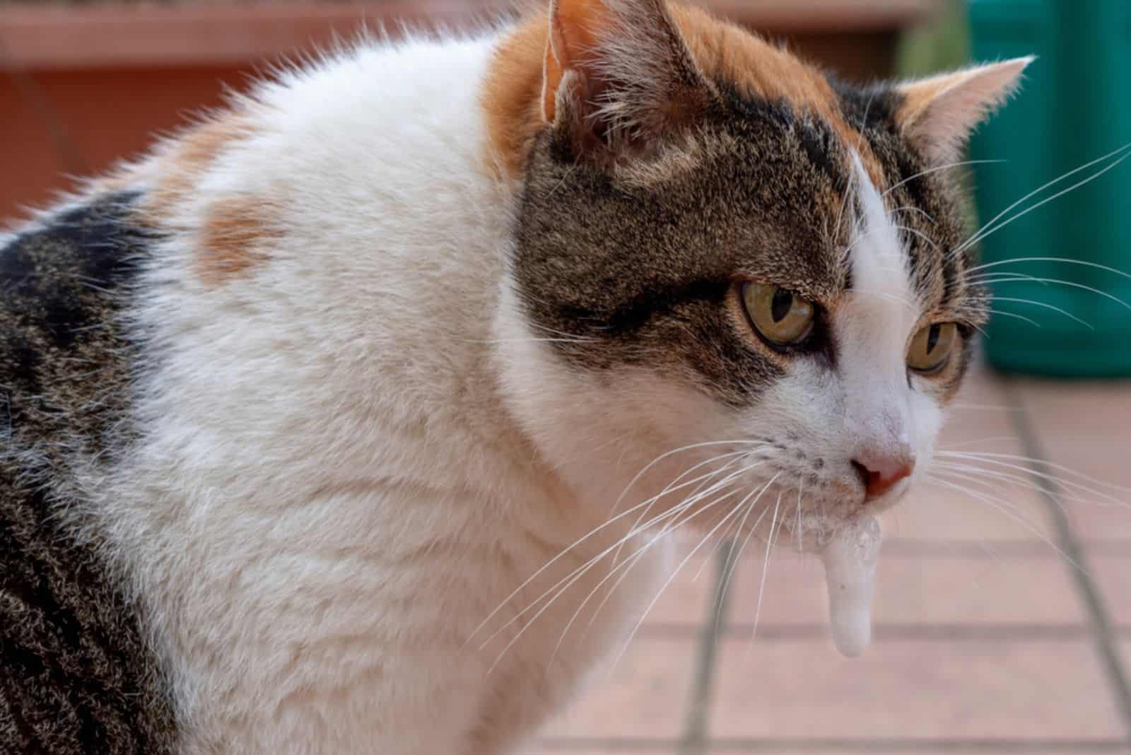 cat vomitting foam