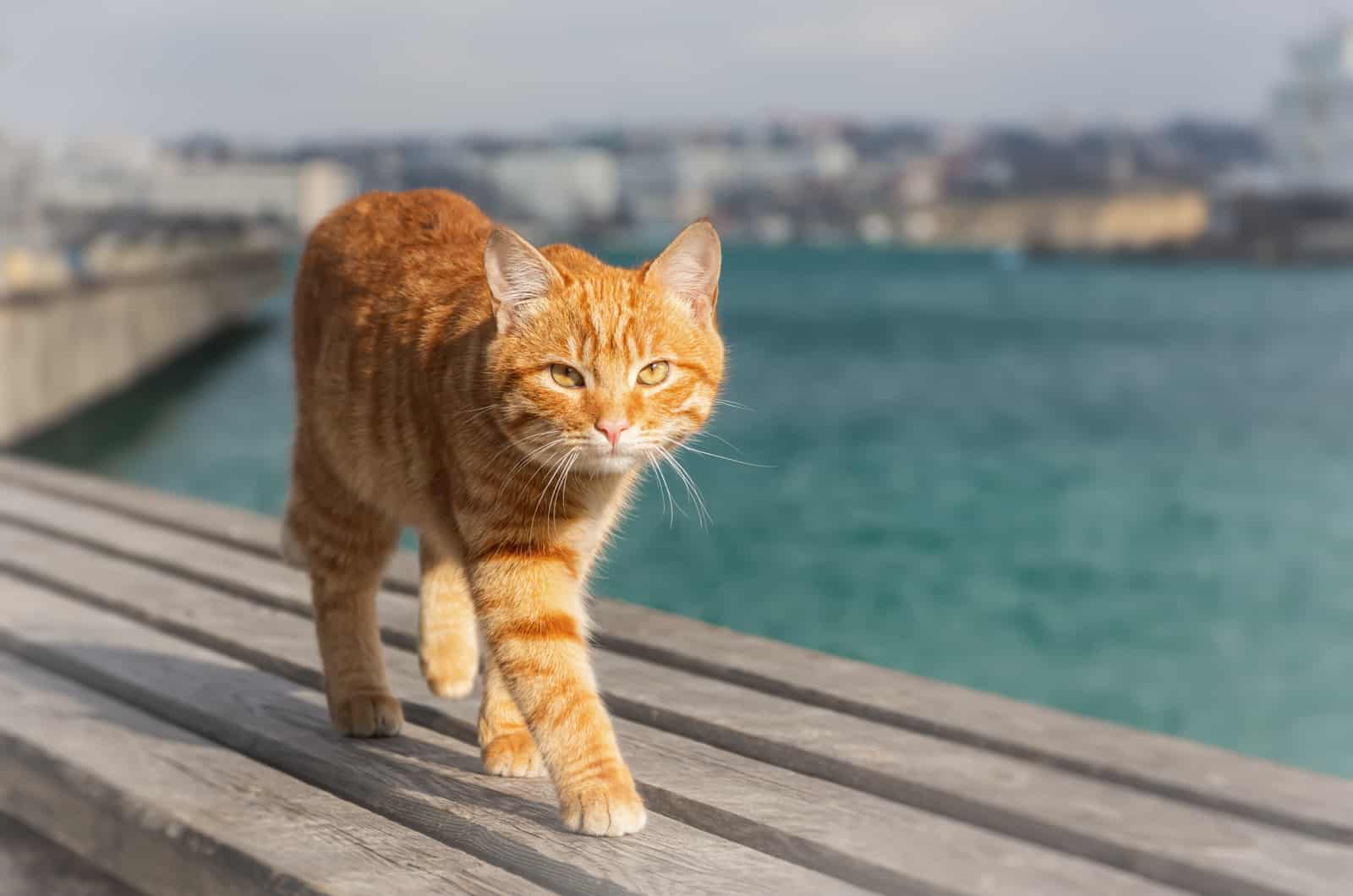 cat walking on wooden board by the sea