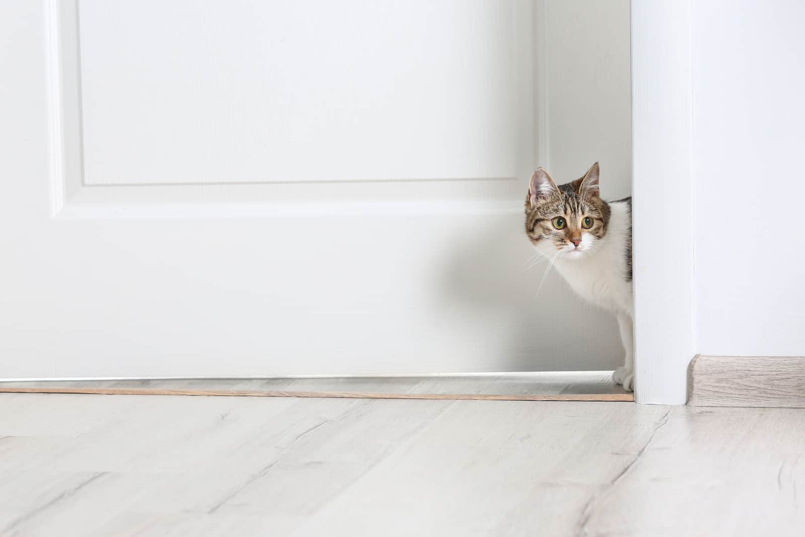 cat walking through the door