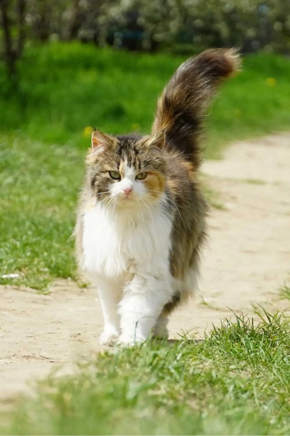 cat walking with quivering tail