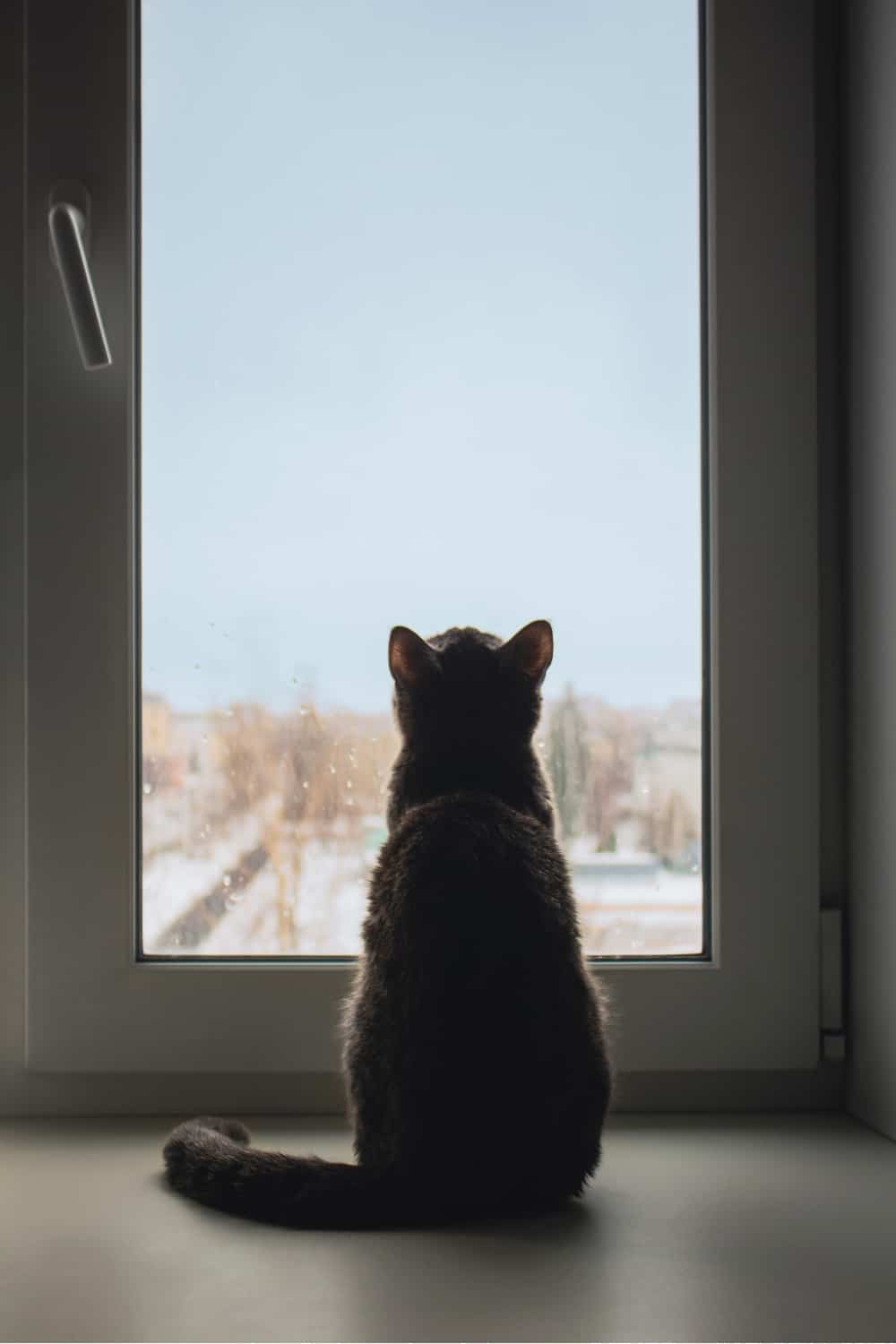 cat watching trough window