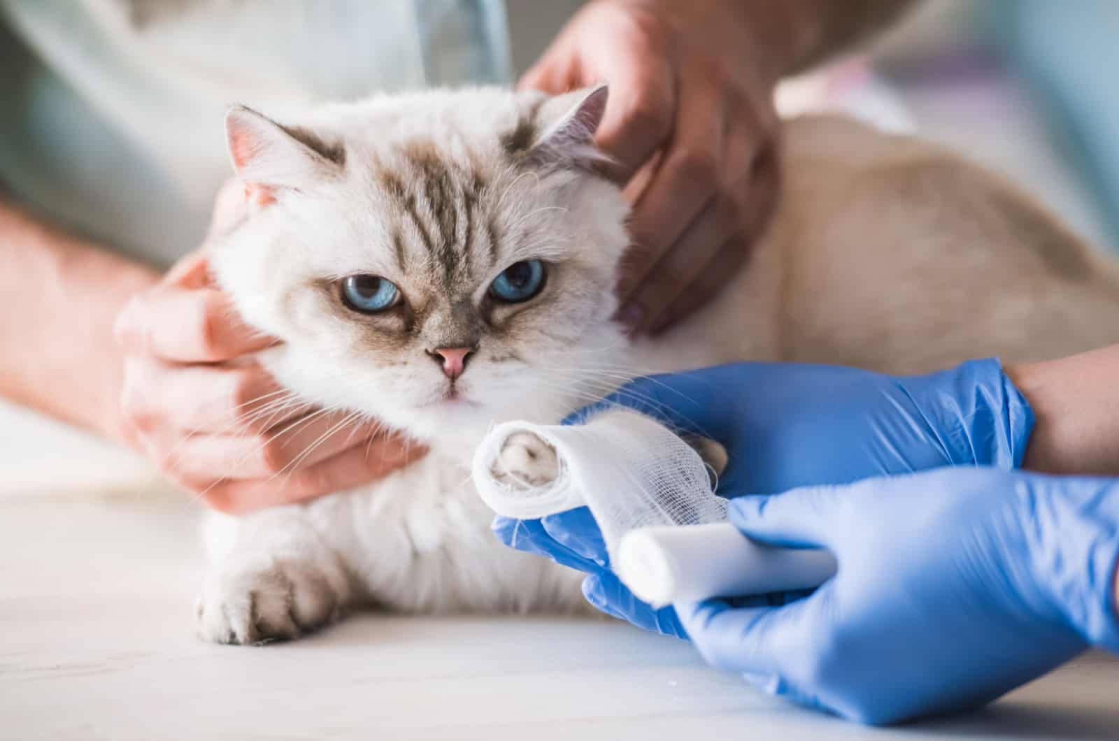 cat with bandage