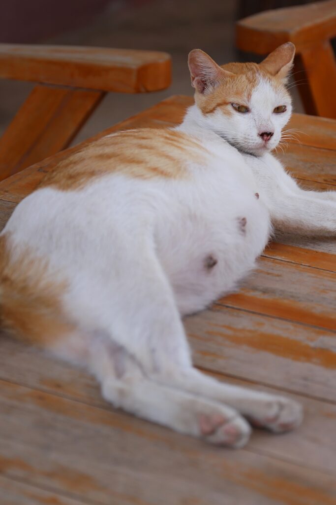 cat with big belly