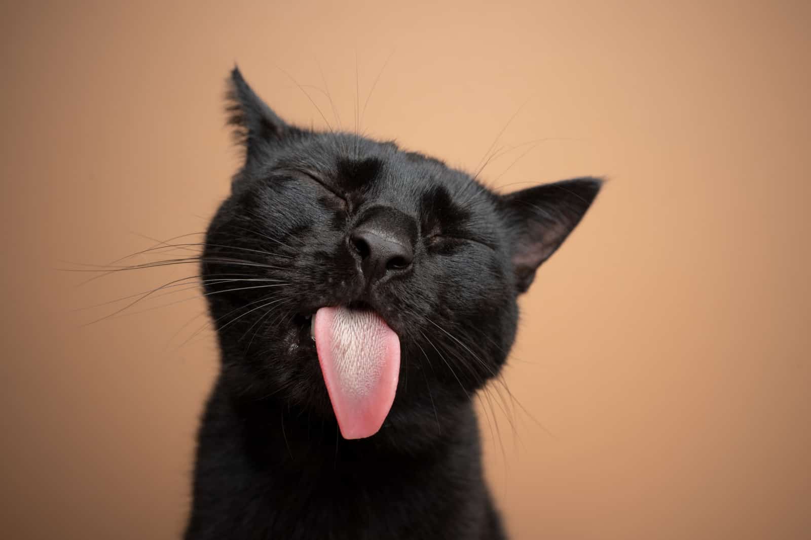 cat with black whiskers sticking its tongue out