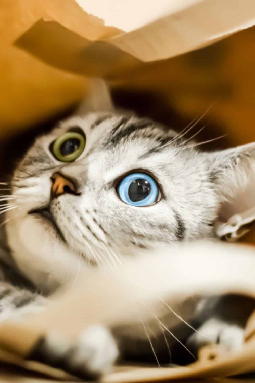 cat with different color eyes in the paper bag