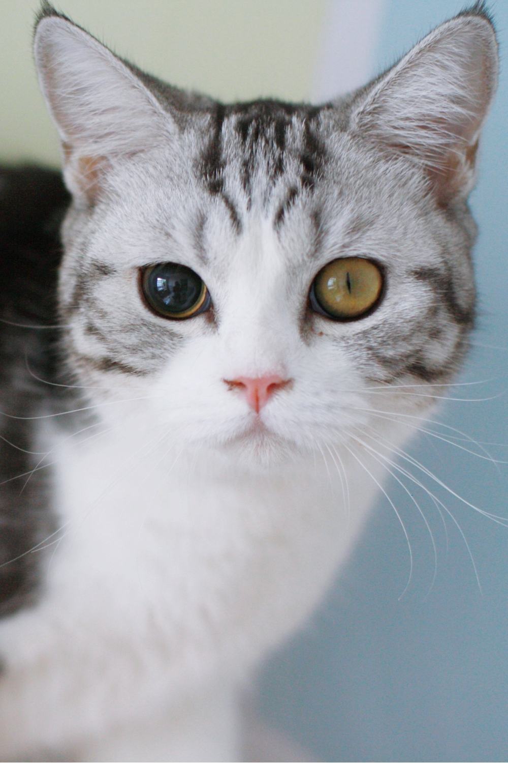 cat with different sizes of pupils