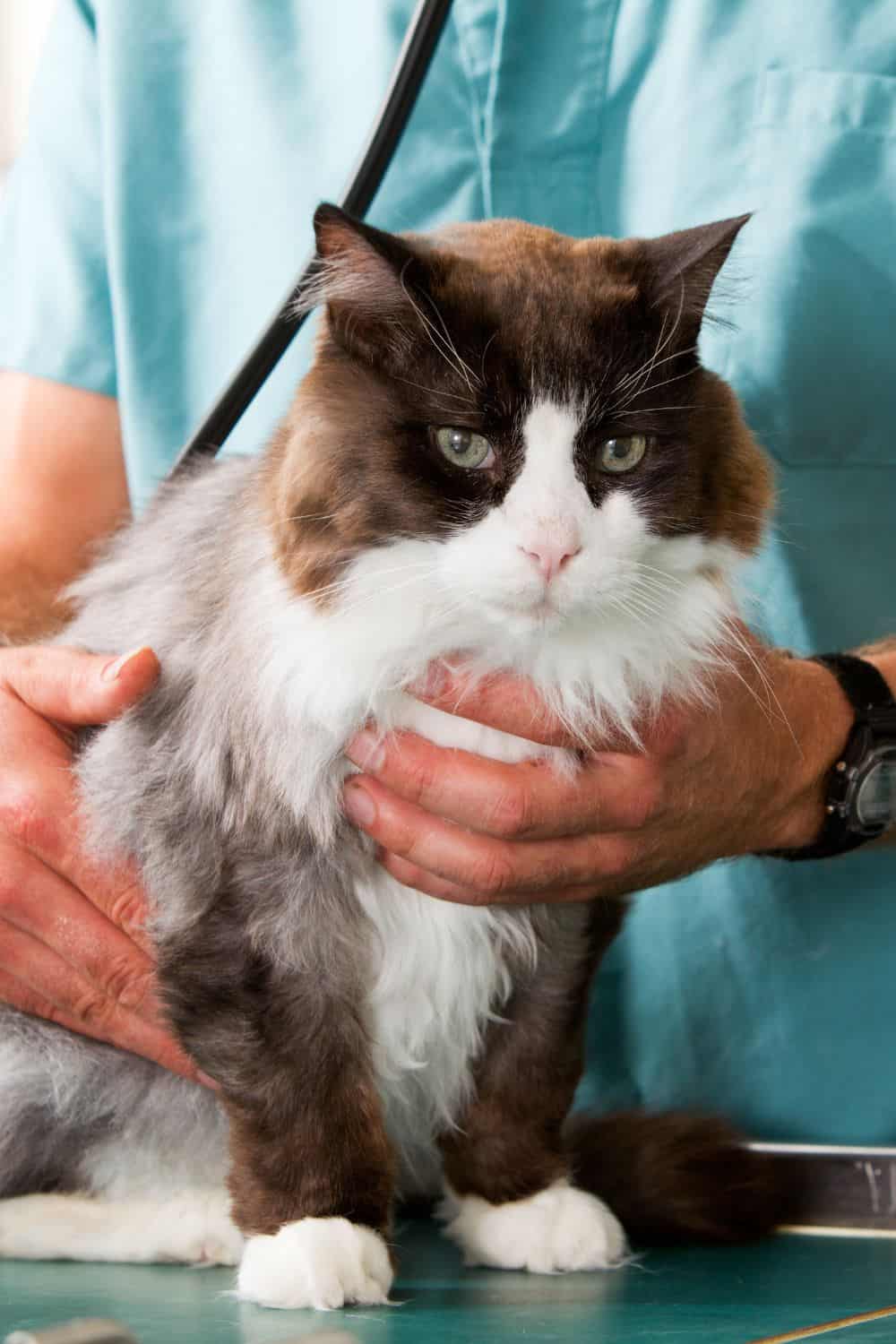 cat with kidney problem