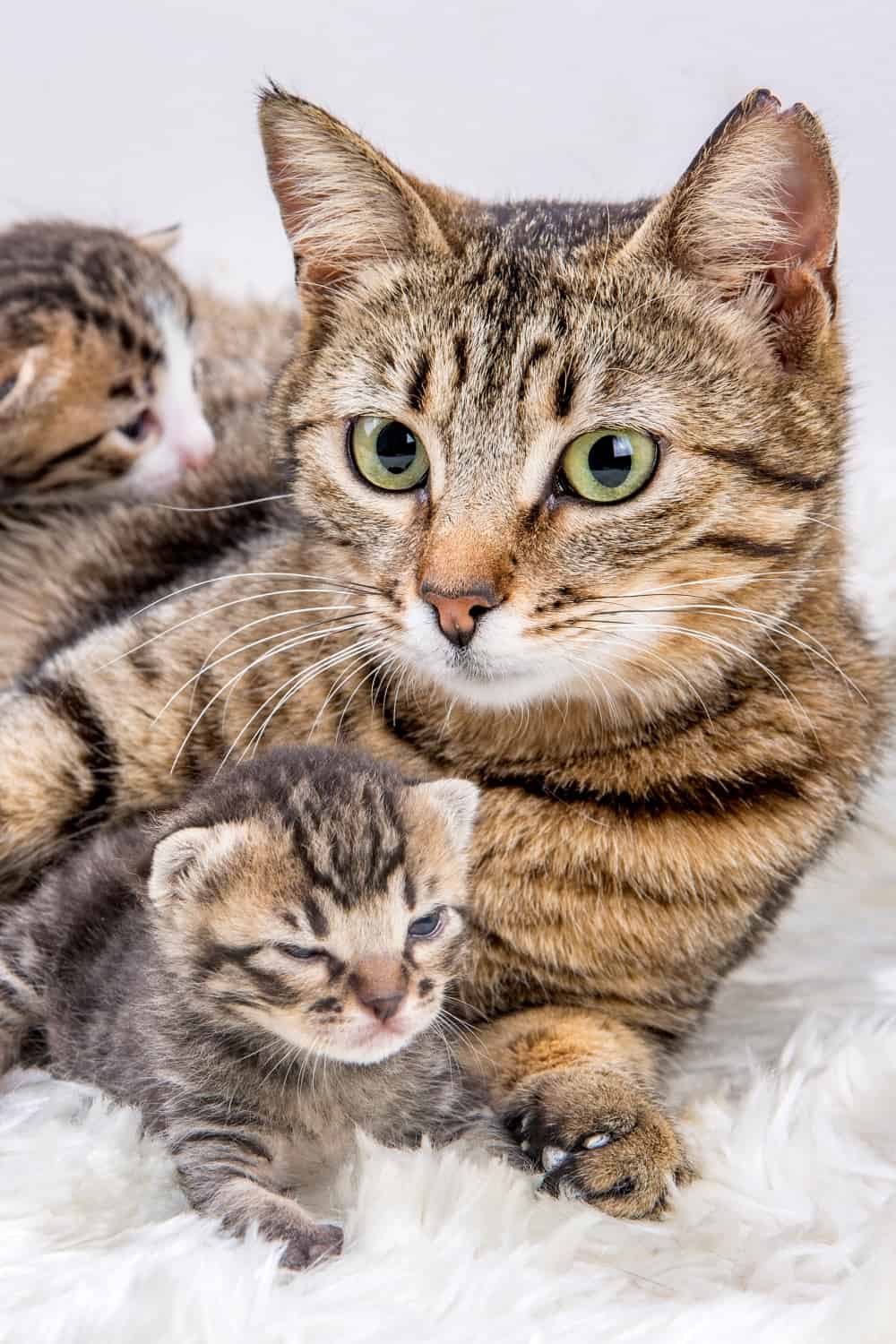 cat with kittens