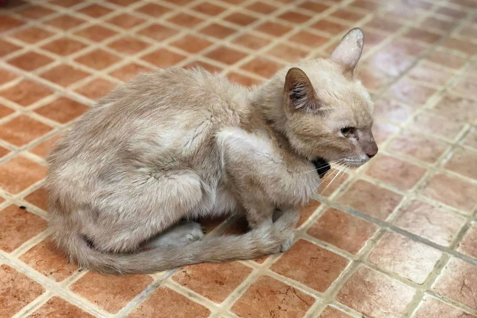 cat with lost weight sits on tiles