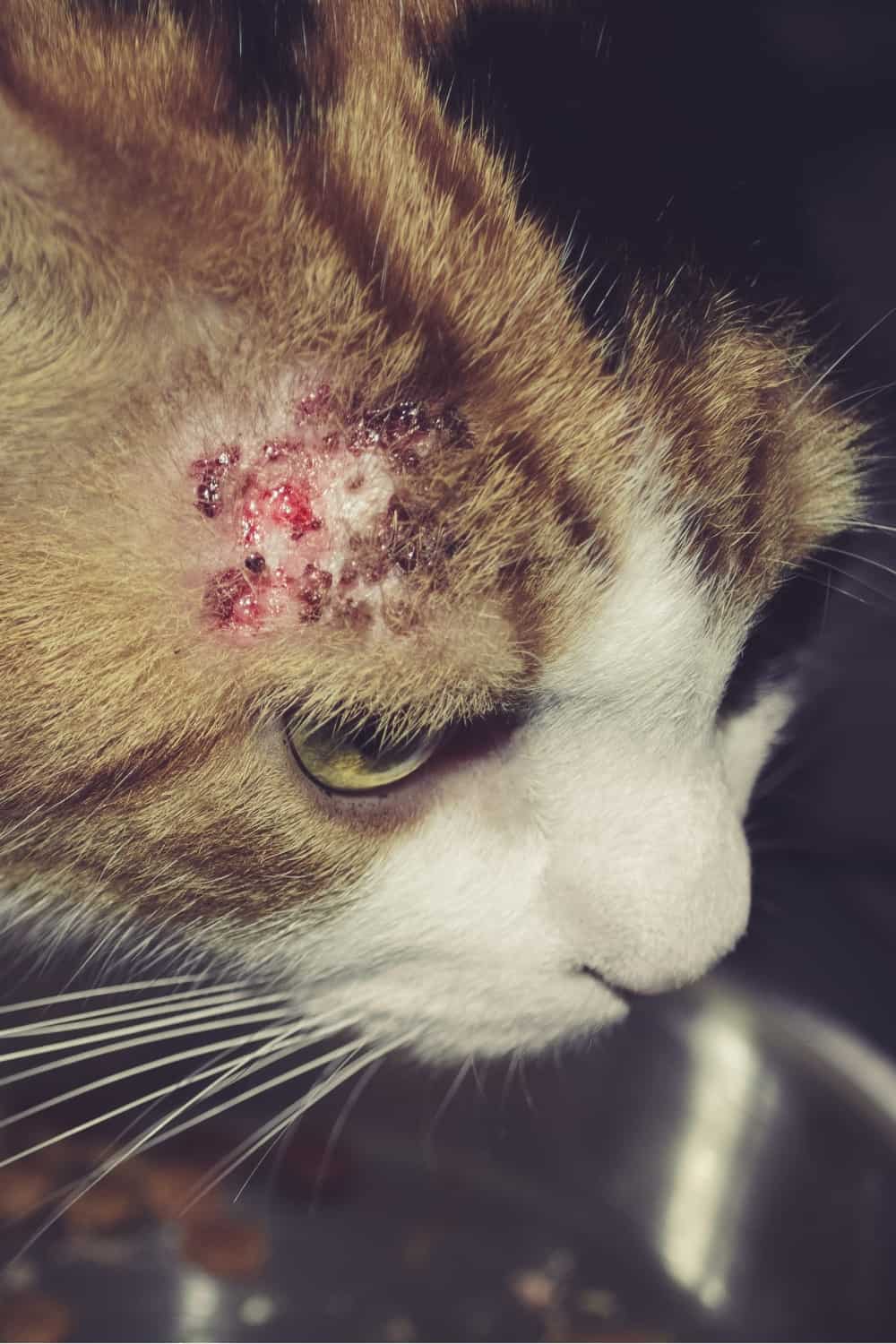 cat with skin condition