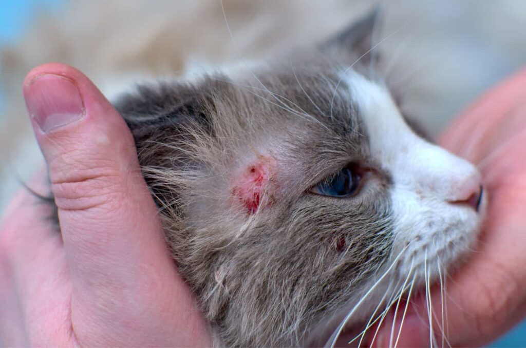 cat with skin problems