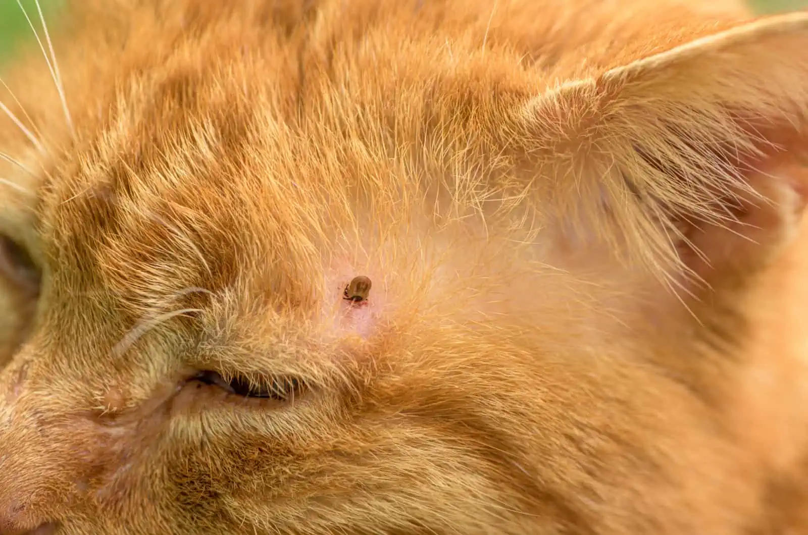 cat with spider bite